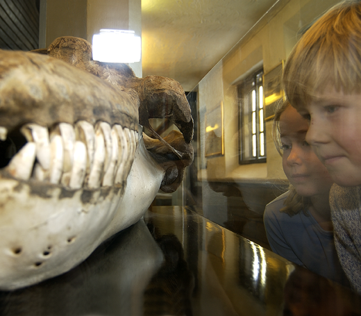 Museer skal inspirere og engasjere. Her studeres en spekkhogger-hodeskalle på Hvalfangstmuseet i Sandefjord, en del av Vestfoldmuseene. Foto: Cedric Archer.